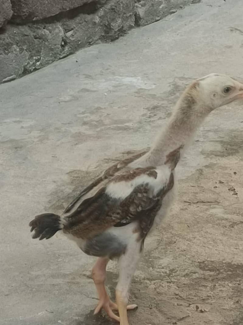chick 2