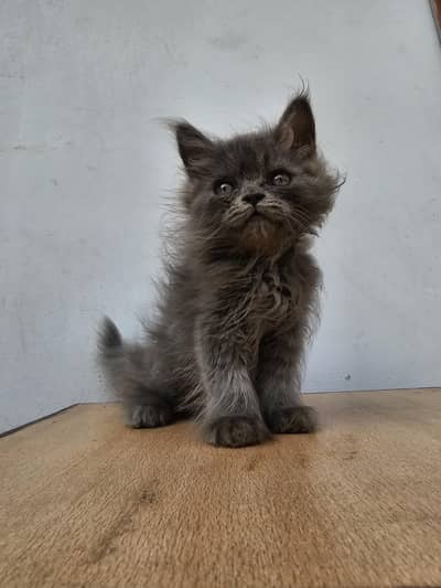 male female available