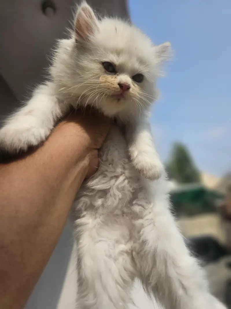 male female available — photo 2