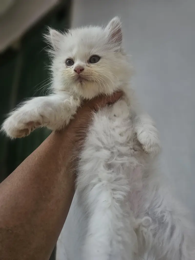 male female available — photo 3