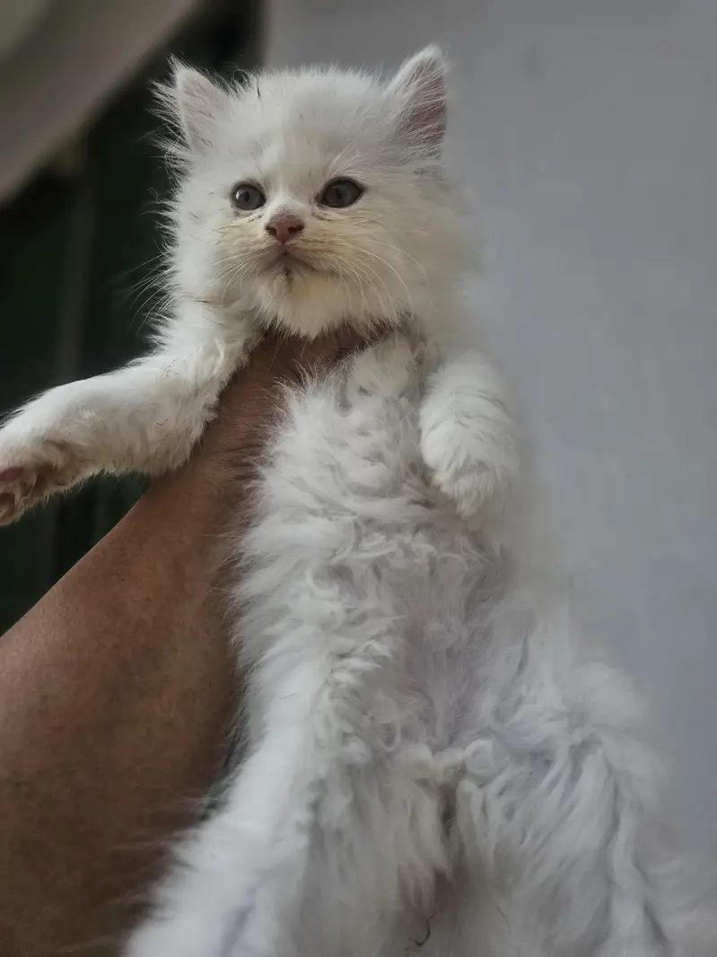 male female available — photo 4
