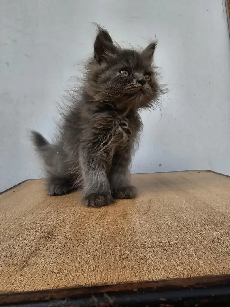 male female available — photo 6