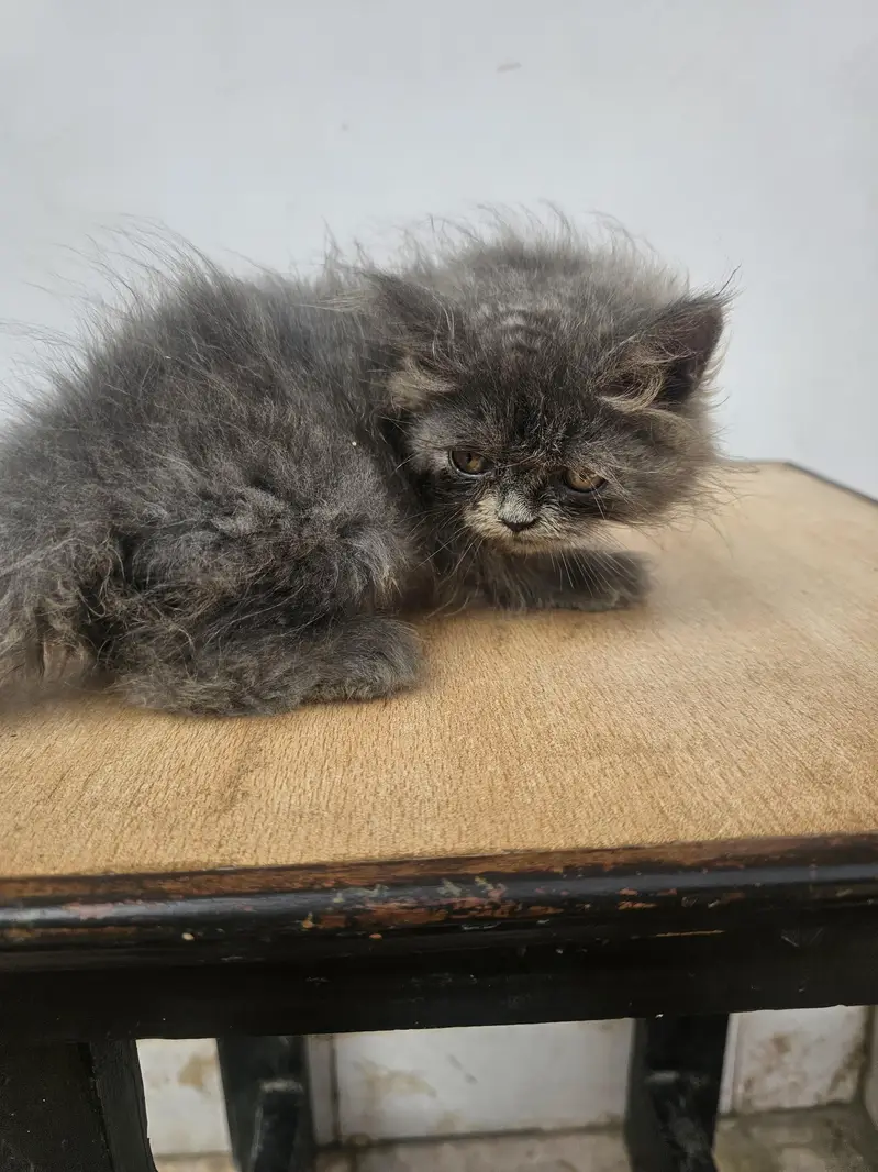 male female available — photo 7