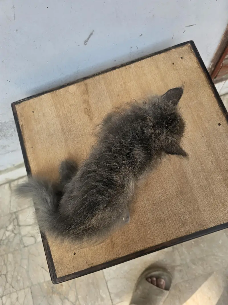 male female available — photo 8