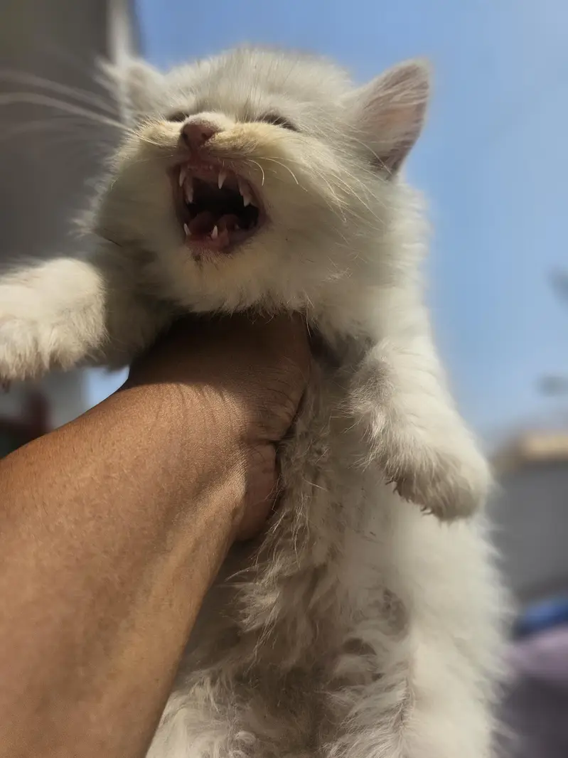 male female available — photo 9