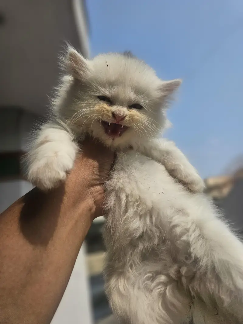 male female available — photo 10