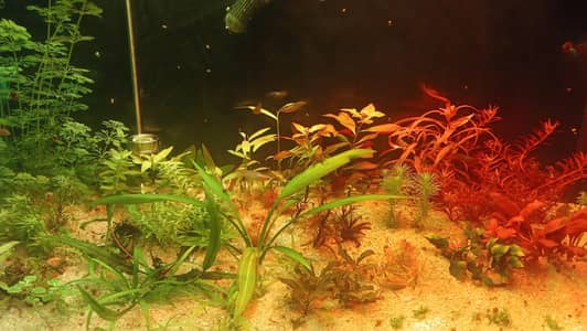 Live Plants | Aquatic Plants | Aquarium Plants