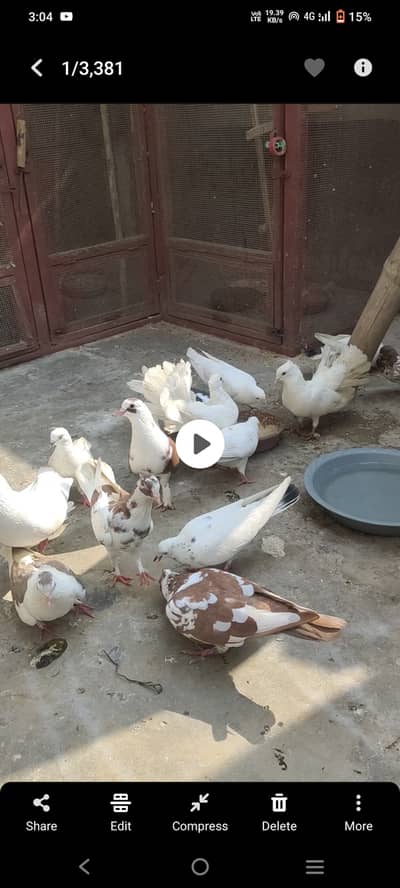 All pigeons for sale