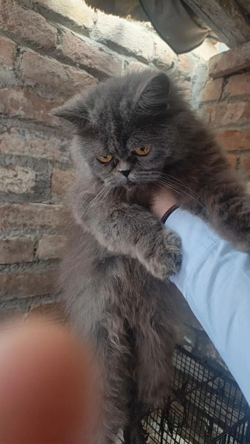female cate price 35k — photo 2
