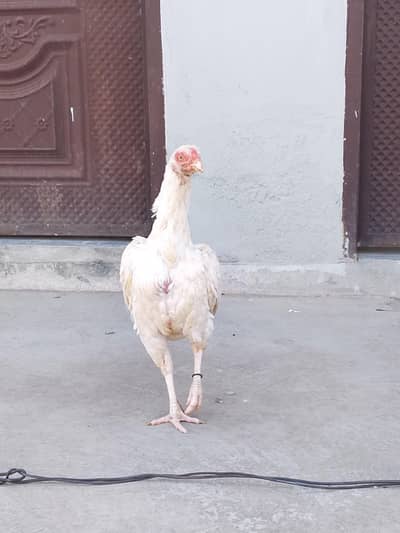 paper white female