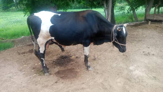 Bull for sale