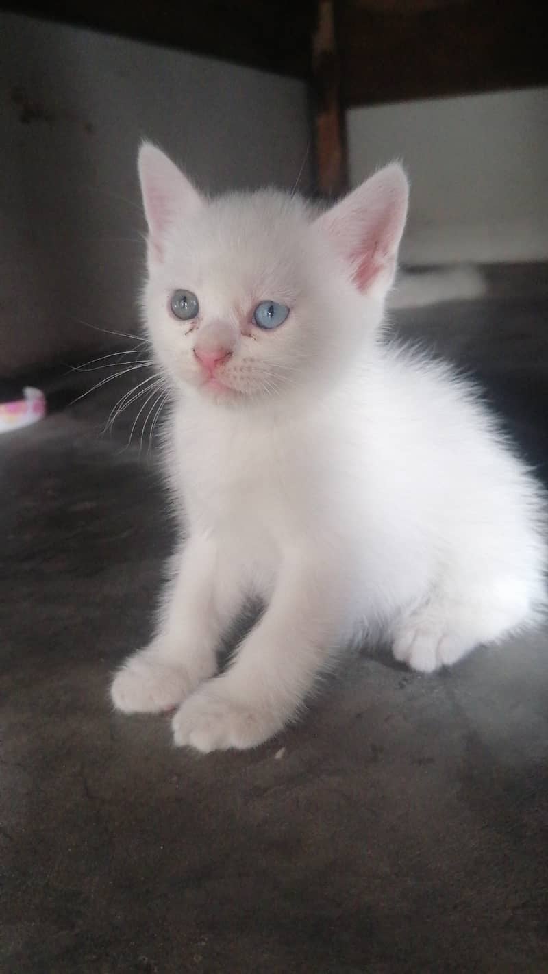 Kittens 0
