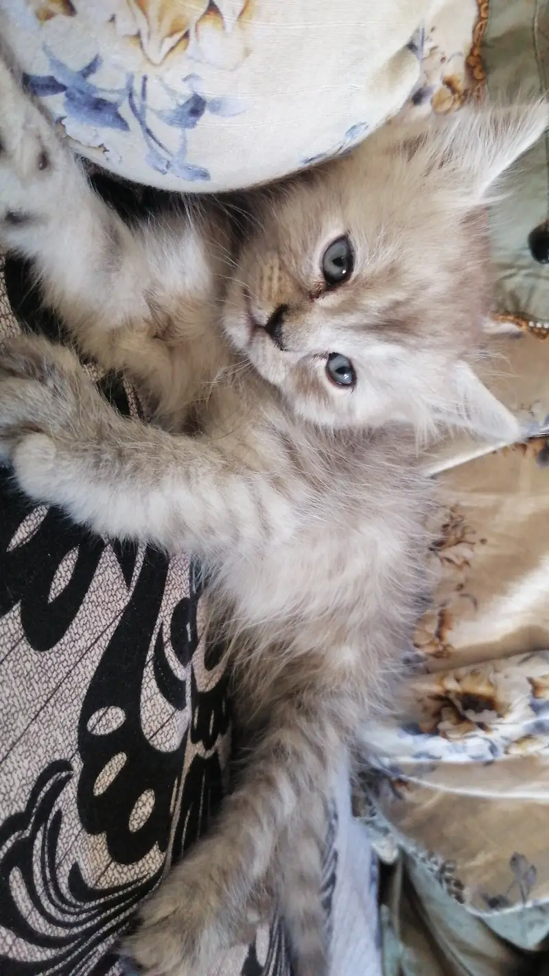 Kittens — photo 2