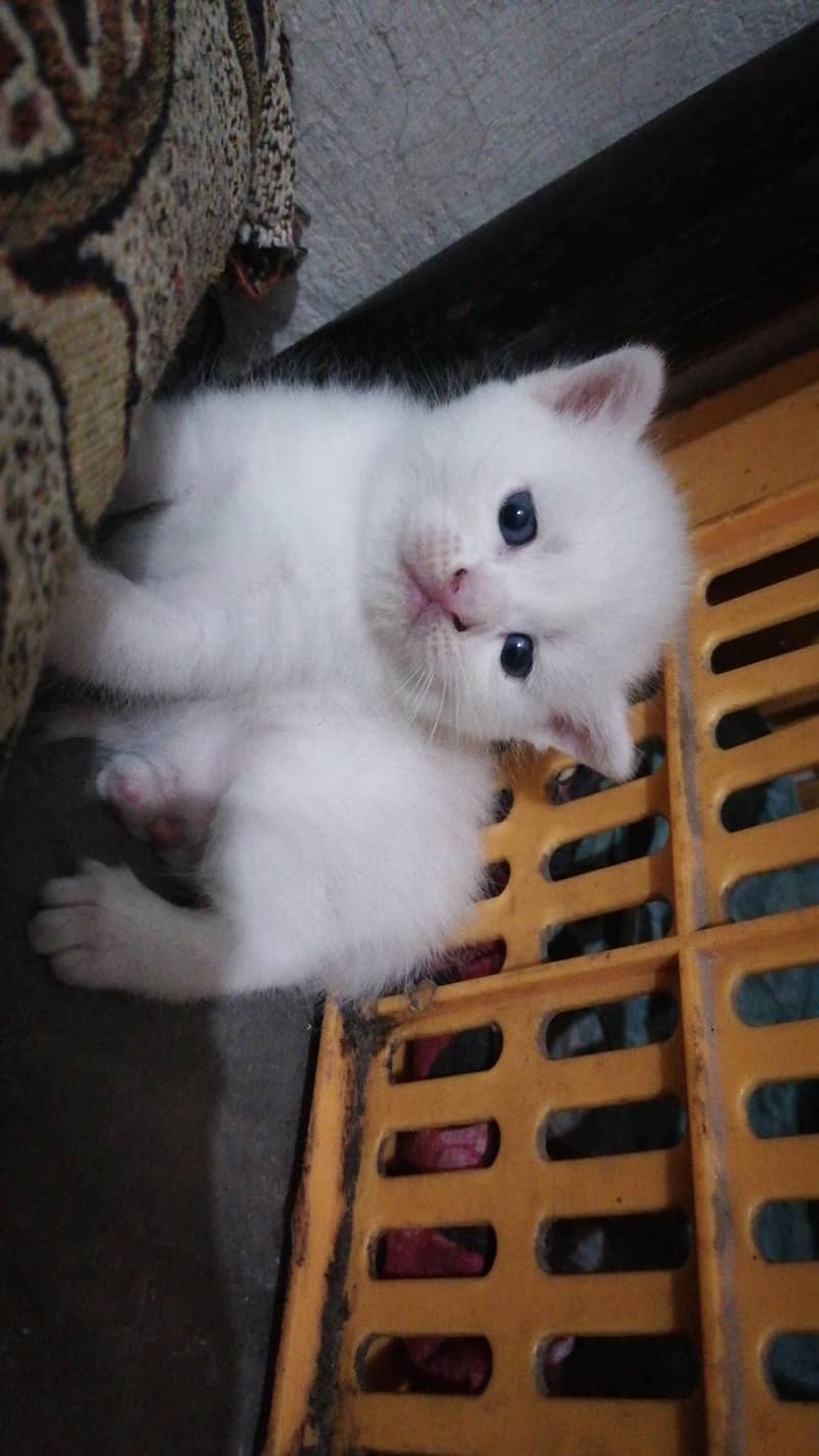 Kittens 2