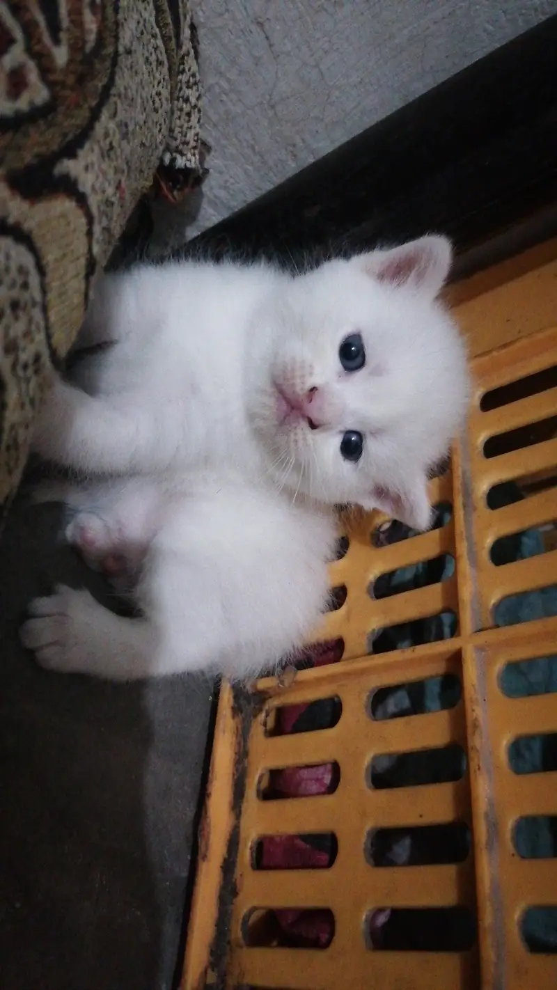 Kittens — photo 3