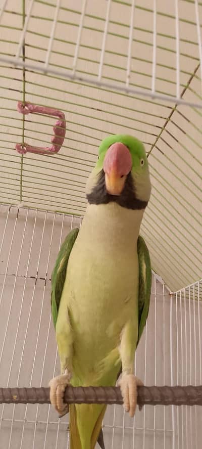 parrot