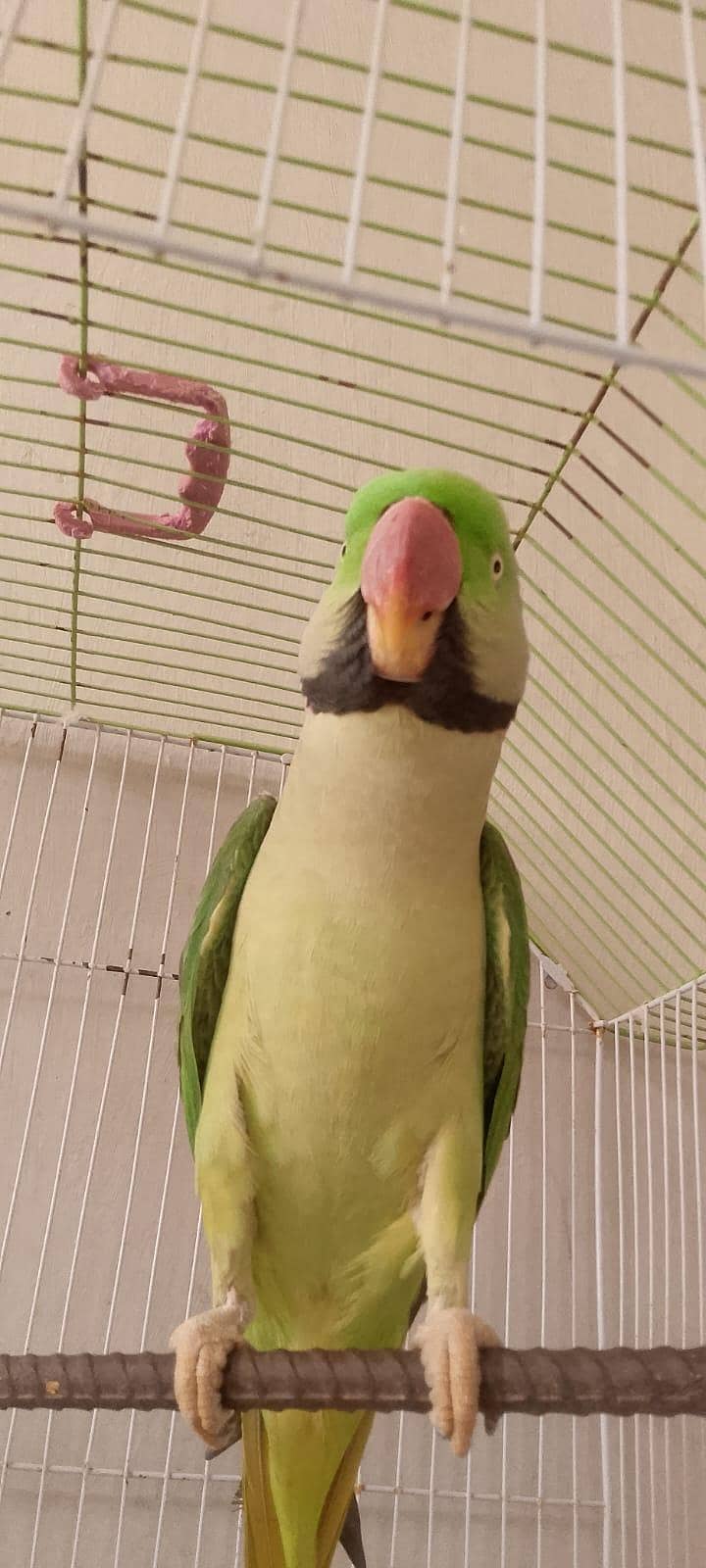 parrot 0