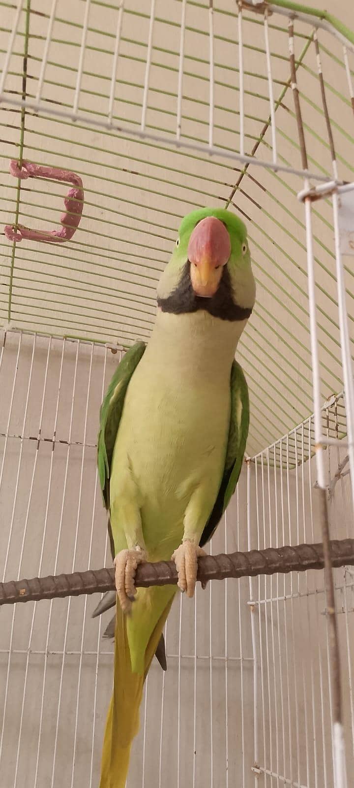 parrot 1