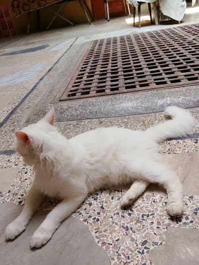persian cat male