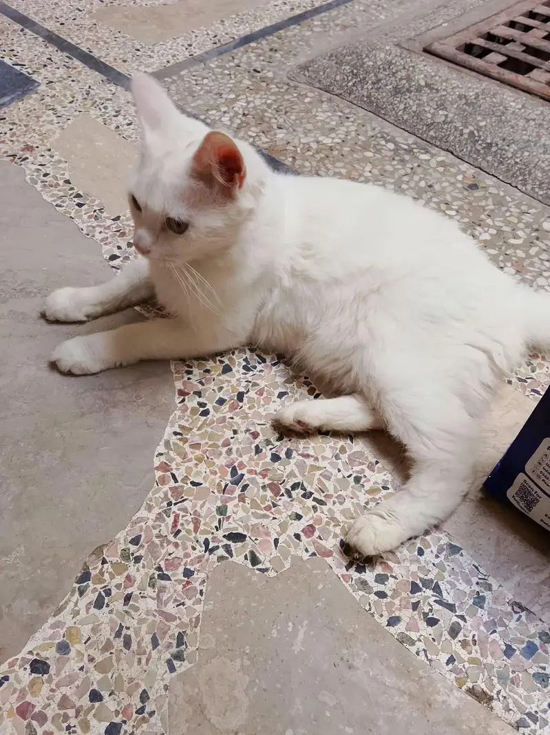 persian cat male — photo 2