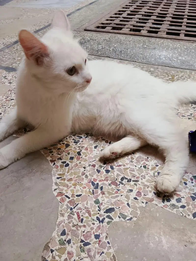 persian cat male — photo 3