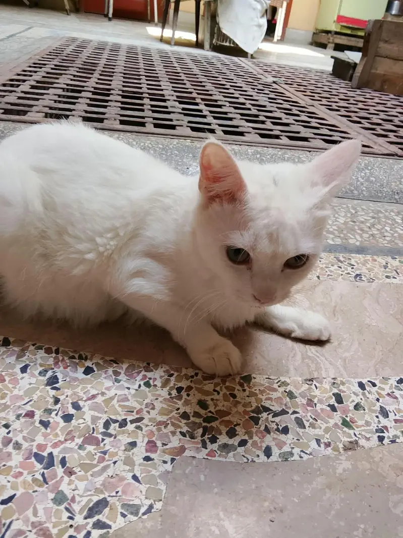 persian cat male — photo 4