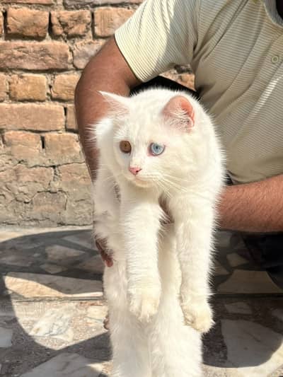Persian Female Cat for Sale – Beautiful Pure Breed