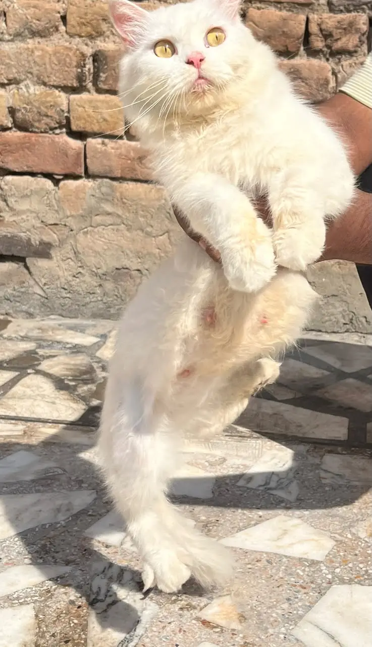 Persian Female Cat for Sale – Beautiful Pure Breed — photo 2