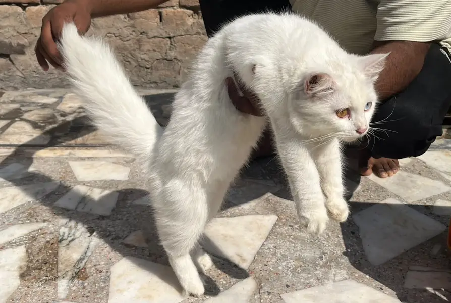 Persian Female Cat for Sale – Beautiful Pure Breed — photo 3
