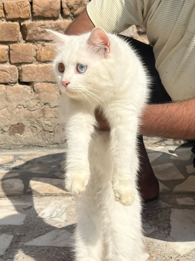 Persian Female Cat for Sale – Beautiful Pure Breed — photo 4