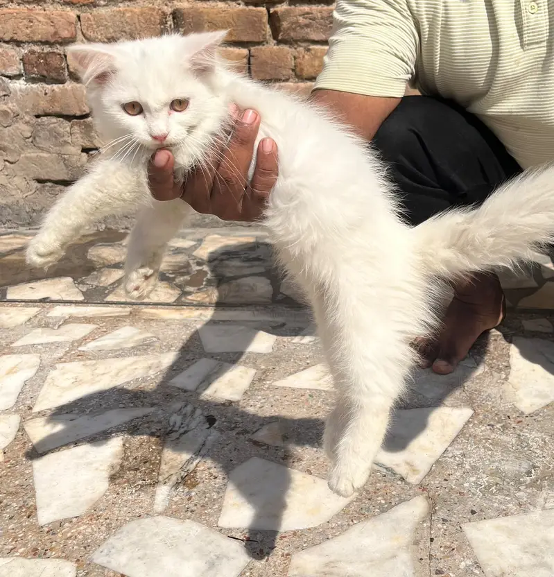 Persian Female Cat for Sale – Beautiful Pure Breed — photo 7