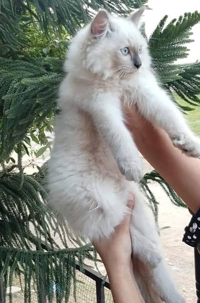 Cat- Ragdoll very rare of it's kind