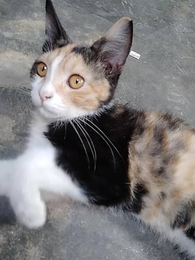 Cat for sale