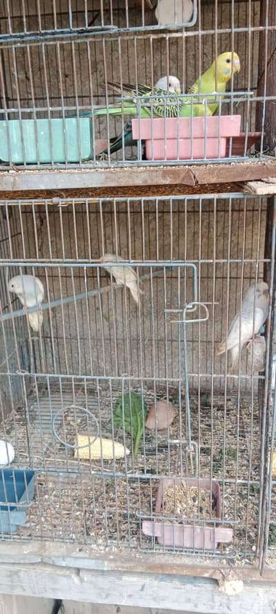 all birds sell