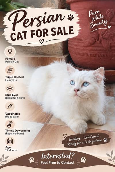 Persian female cat