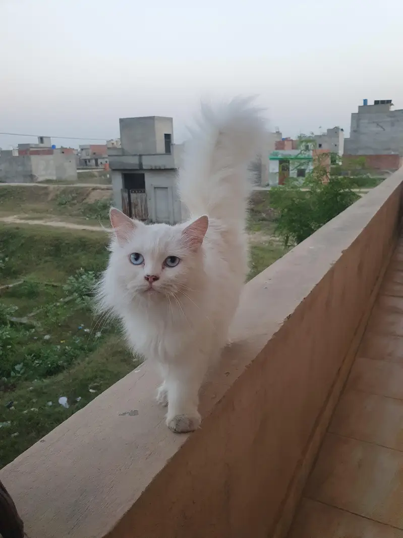 Persian female cat — photo 2