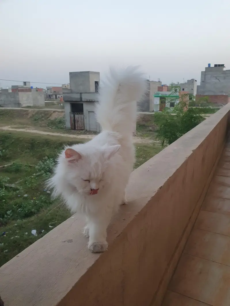 Persian female cat — photo 4
