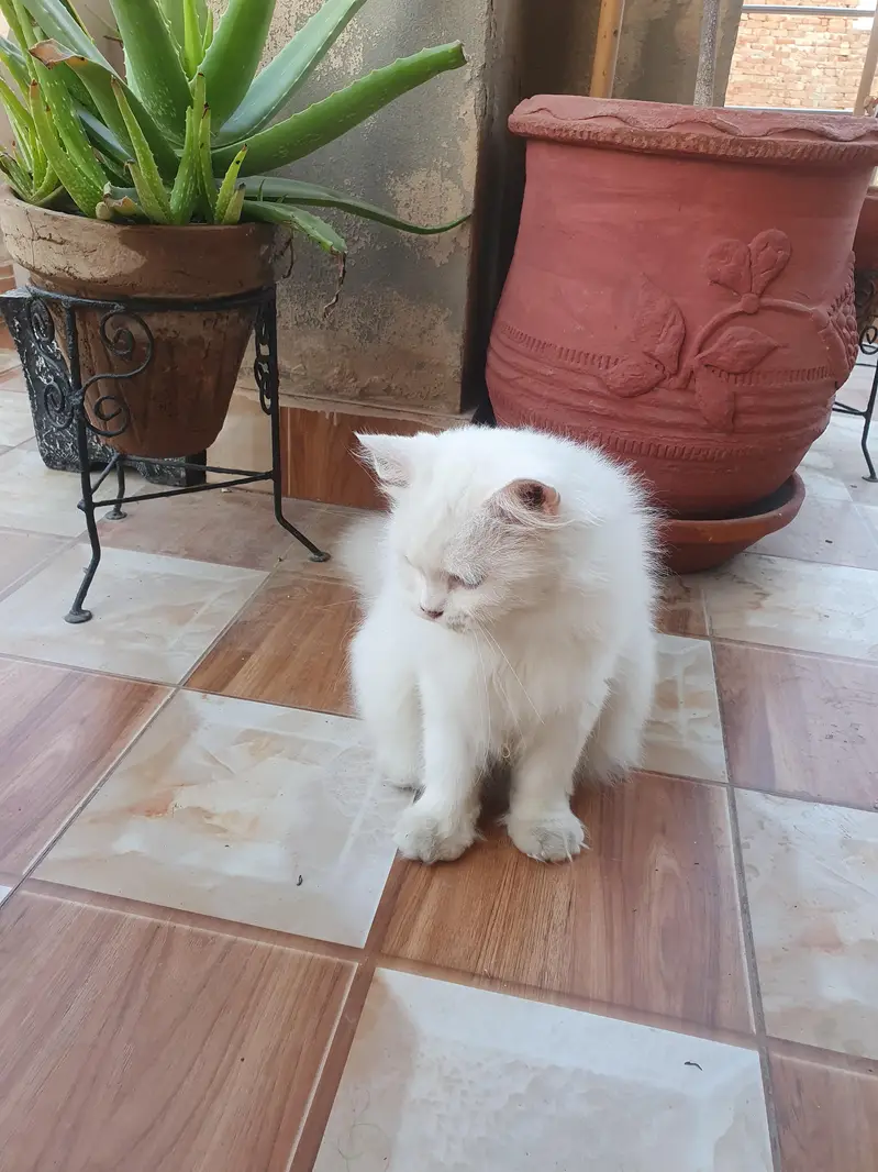 Persian female cat — photo 6
