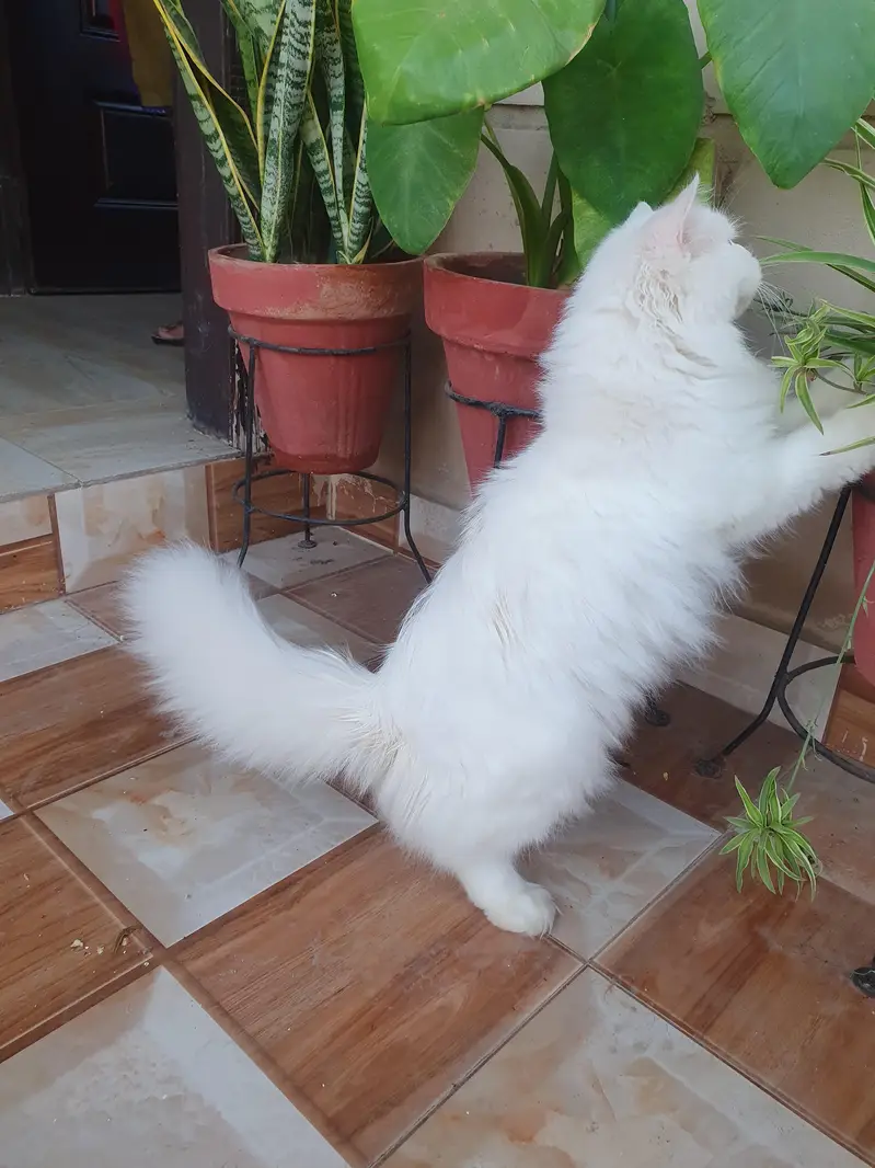 Persian female cat — photo 7