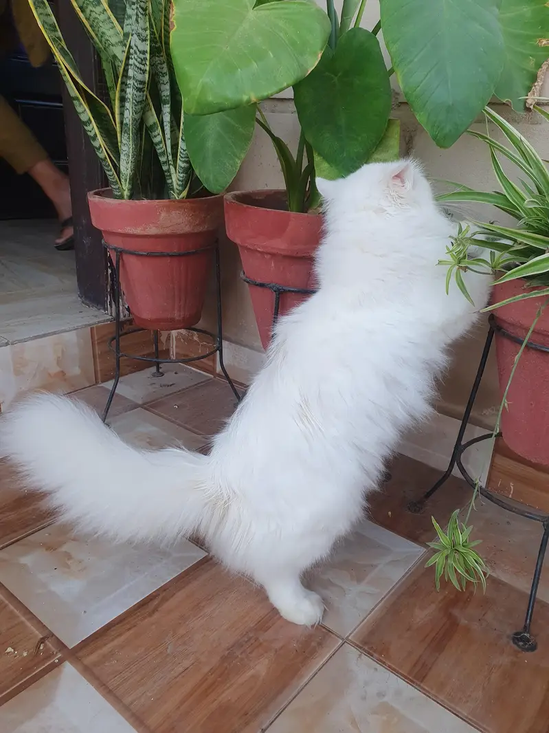 Persian female cat — photo 8