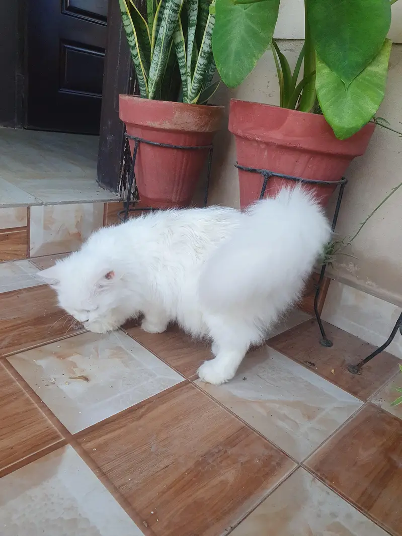 Persian female cat — photo 9
