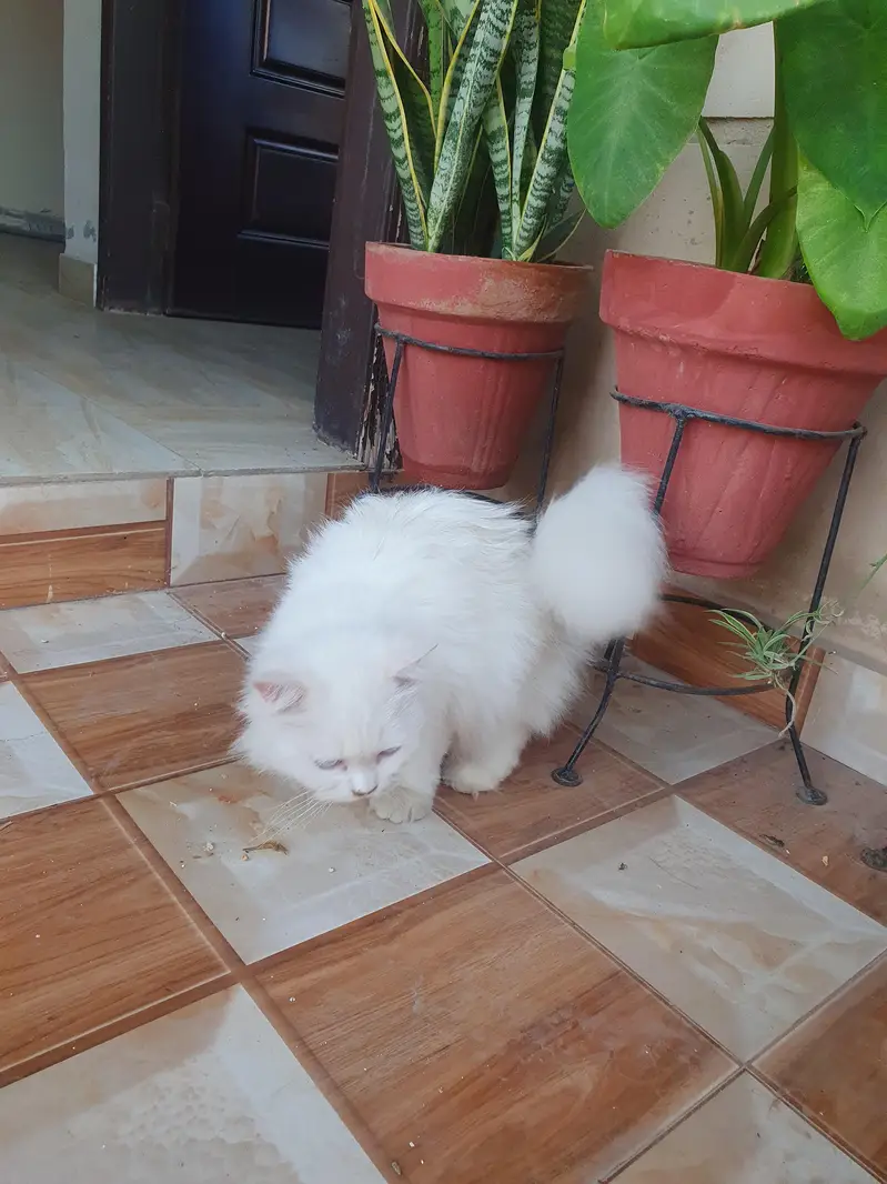 Persian female cat — photo 10
