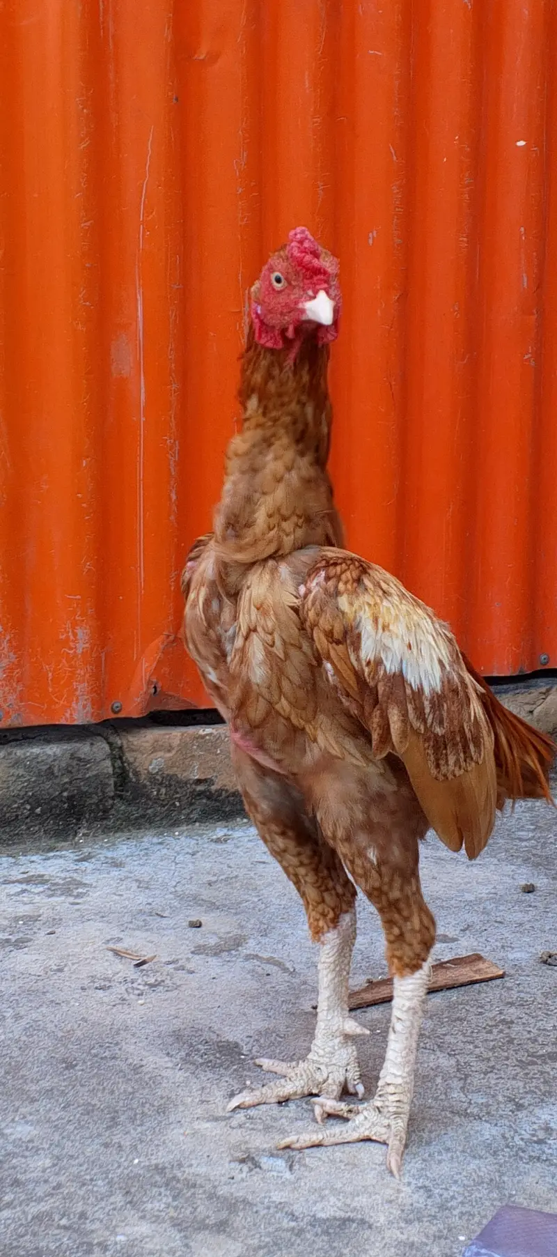 Assel male for sale — photo 2