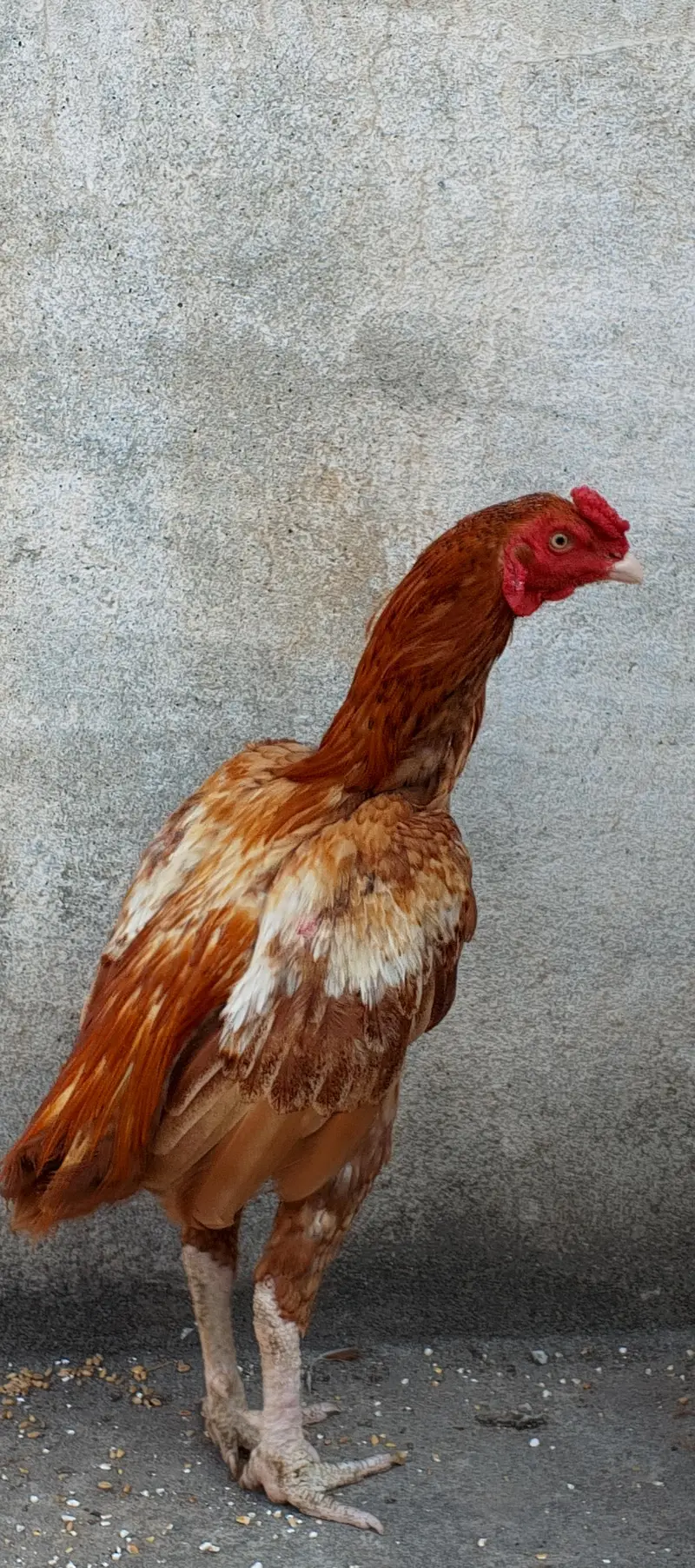 Assel male for sale — photo 3