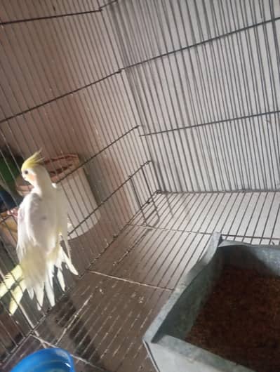 cockatiel adult 2  pairs for sale