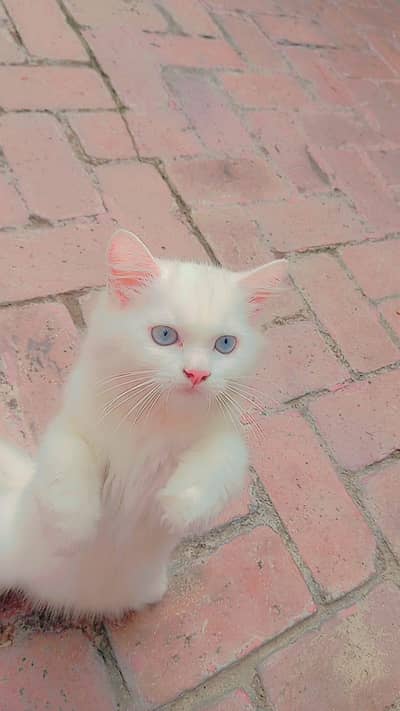 Blue Eyes Persian Kittens Triple Coated