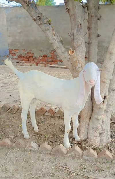Rajan Puri cross pure white