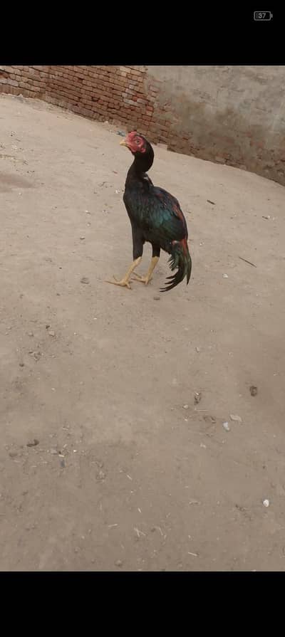 for sale phatha