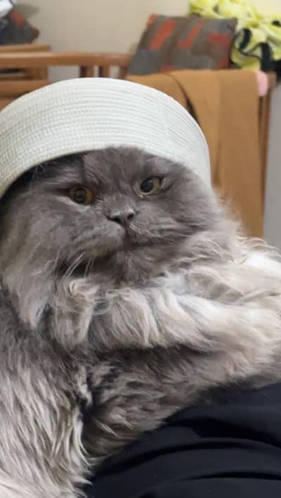 Pure Grey Persian Cat for Sale  | Fluffy Long Hair