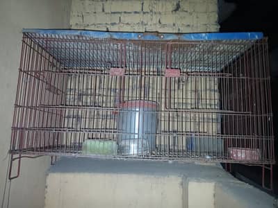 blue Fisher bird cage